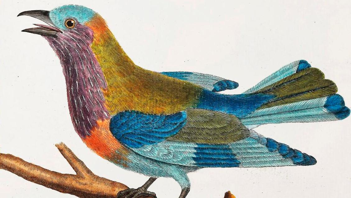 Georges-Louis Leclerc de Buffon (1707-1788), Histoire naturelle des oiseaux, Paris,... The French Count de Buffon's 