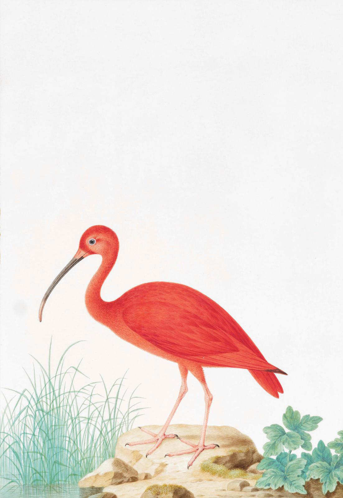 Nicolas Robert (1614-1685), Ibis rouge – Eudocimus ruber (Red Ibis–Eudocimus ruber), watercolor and gouache on vellum, gold border, 30.5 x