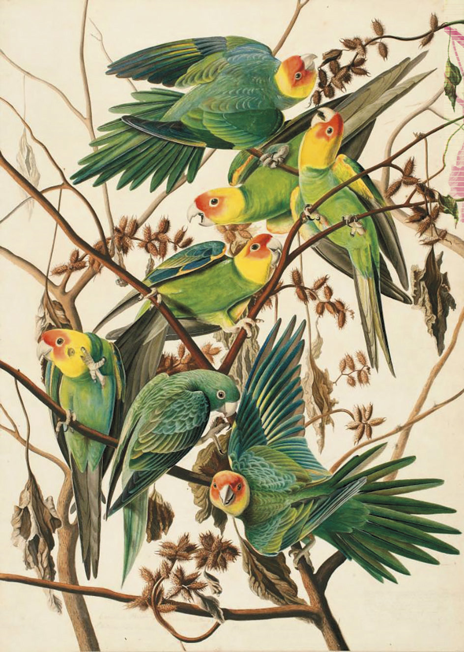 Jean-Jacques Audubon, Carolina parakeet, vers 1825, New York Heritage Society.