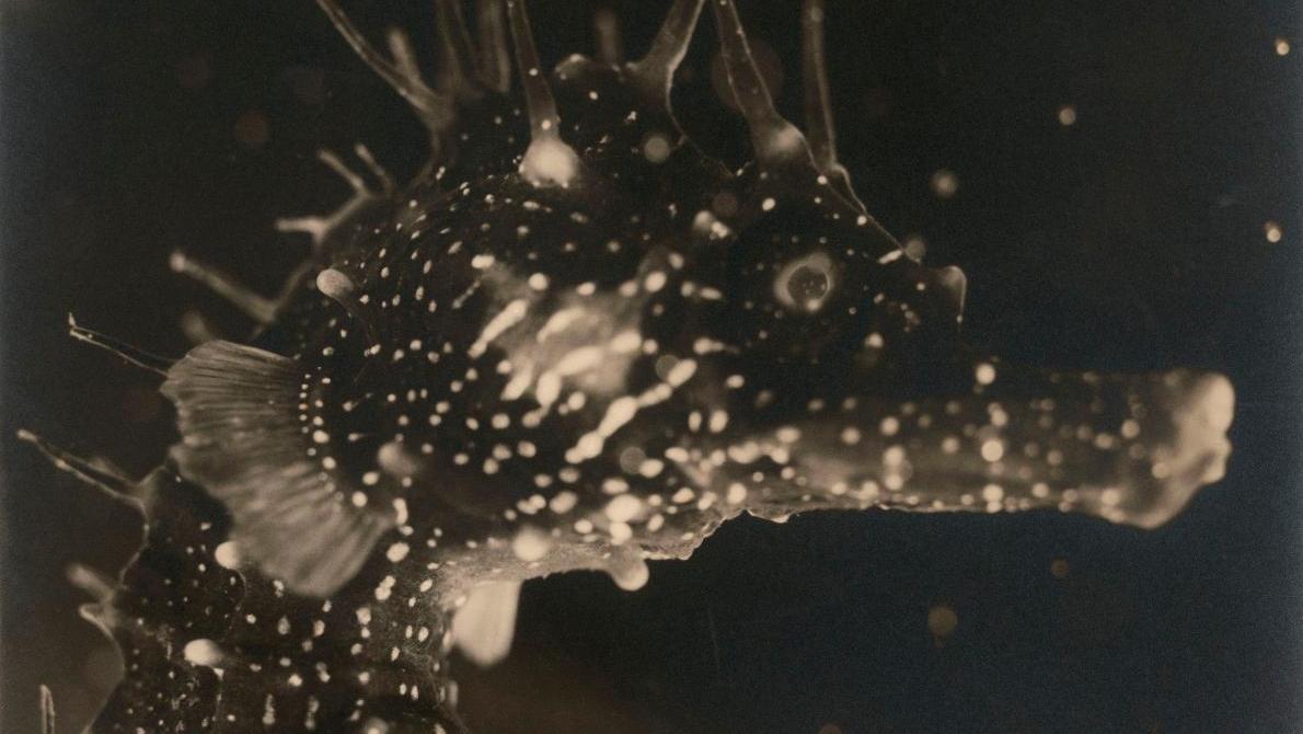 Jean Painlevé, Buste d’hippocampe, vers 1931, tirage gélatino-argentique d’époque,... Les visions aquatiques de Jean Painlevé au Jeu de Paume