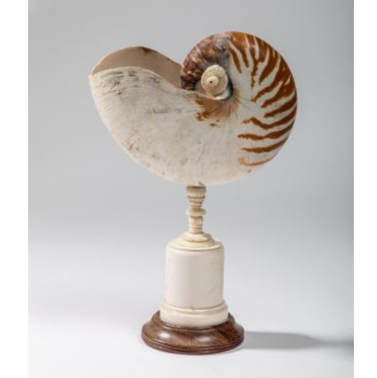 702 € Europe centrale, XIXe siècle, nautile monté sur une base en ivoire tourné, h. 27 cm. Paris, Drouot, 13 février 2019. Copages Auction