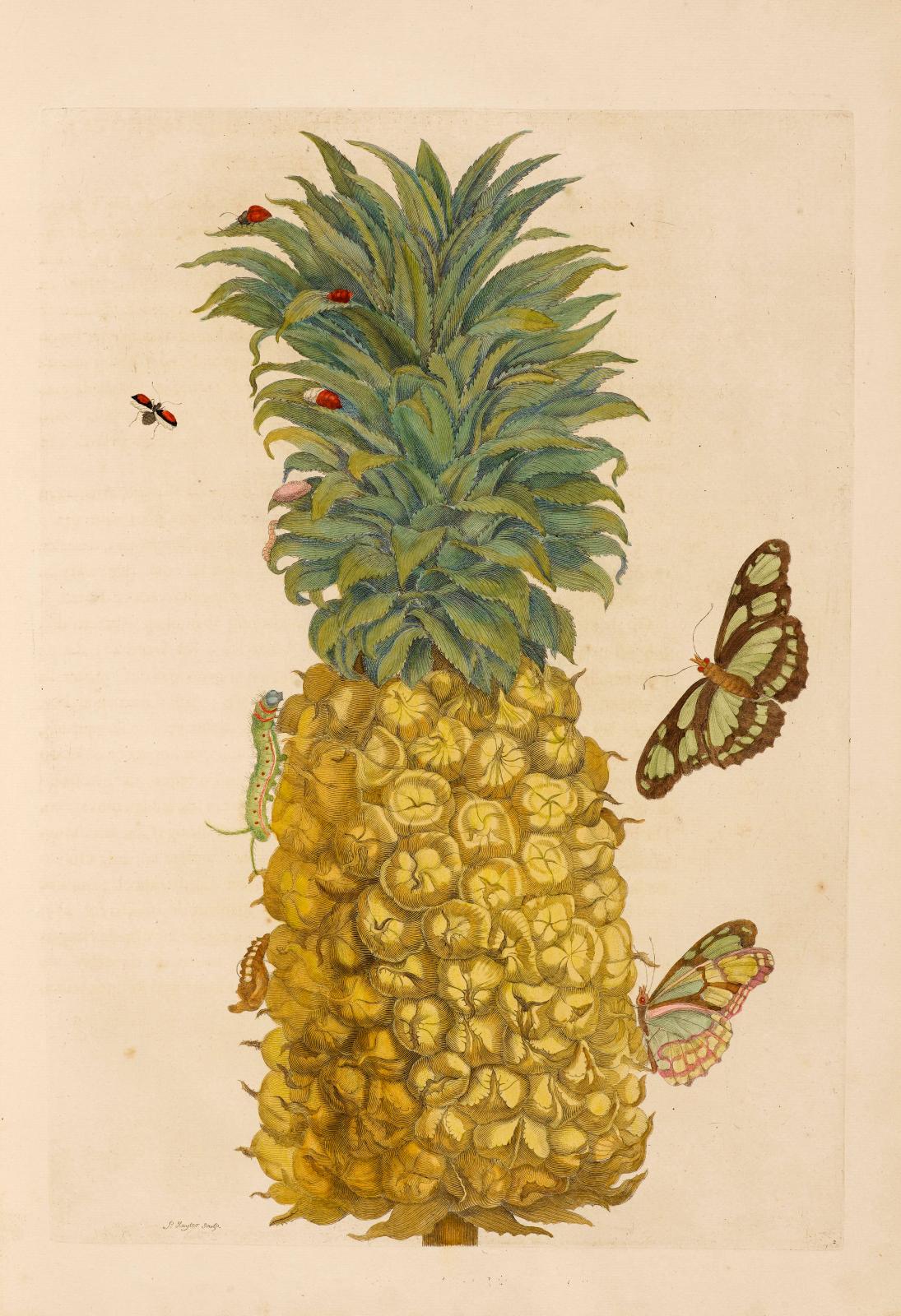 Metamorphosis insectorum Surinamensium constitue l’ouvrage le plus important de la naturaliste Maria Sibylla Merian (1647-1717), une des p