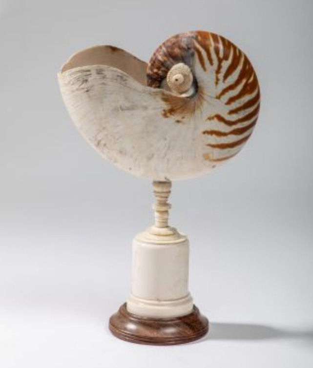 €702Central Europe, 19th century, nautilus mounted on a turned ivory base, h. 27 cm/10.6 in. Paris, Drouot, February 13, 2019. Copages Auc