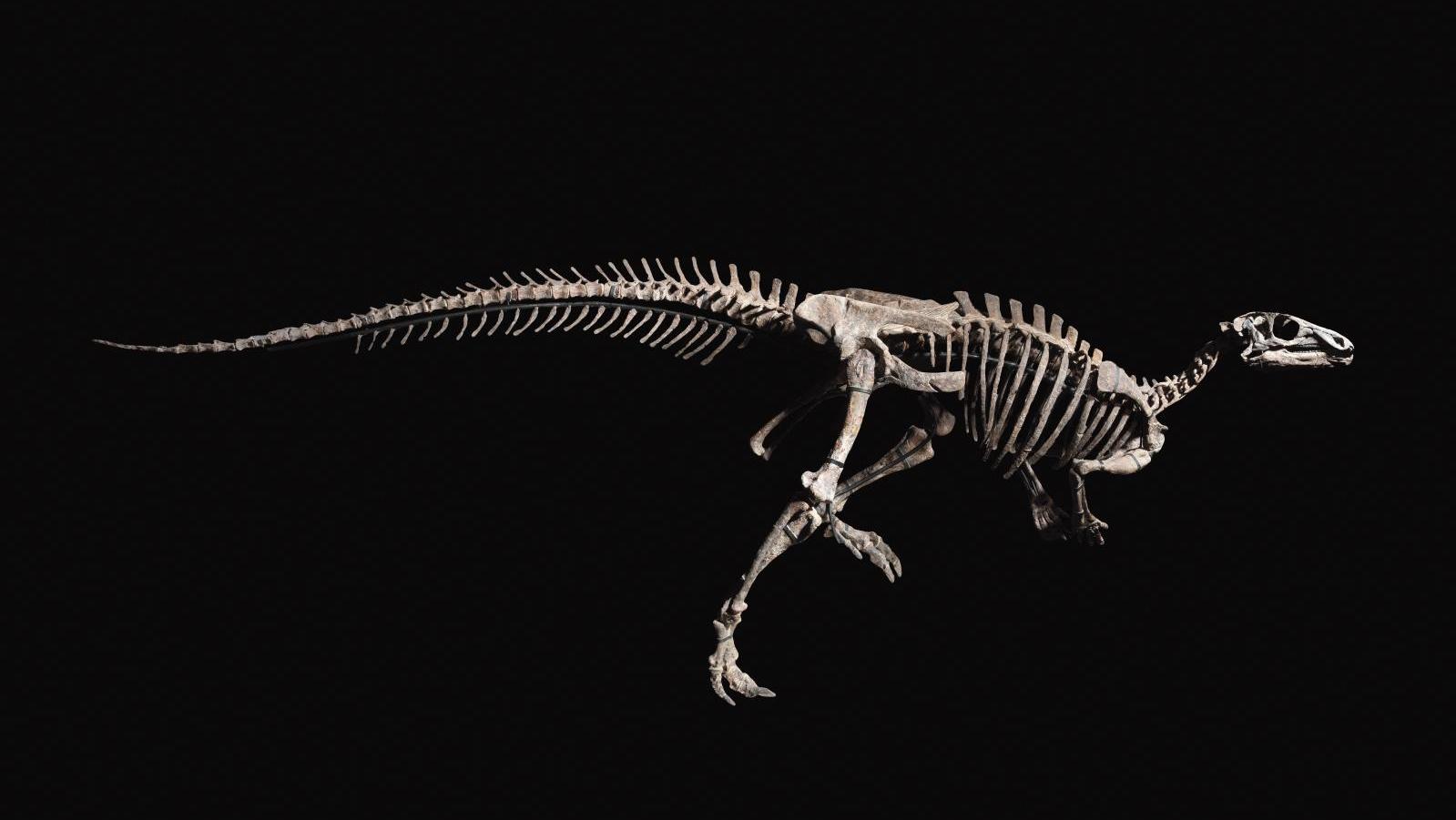«Zéphyr», Iguanodontia, Camptosauridae, formation de Morrison, Tithonien, Jurassique... Zéphyr, un dinosaure qui a le nez au vent