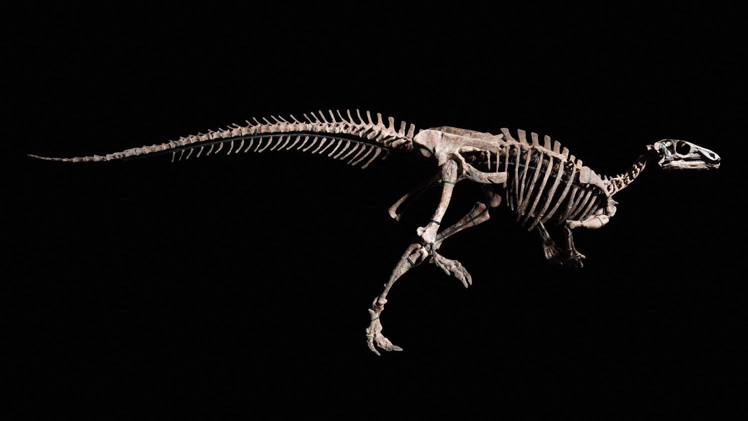 Zephyr, Iguanodontia, Camptosauridae, Morrison formation, Tithonian, Late Jurassic,... Zephyr the Roaming Dinosaur