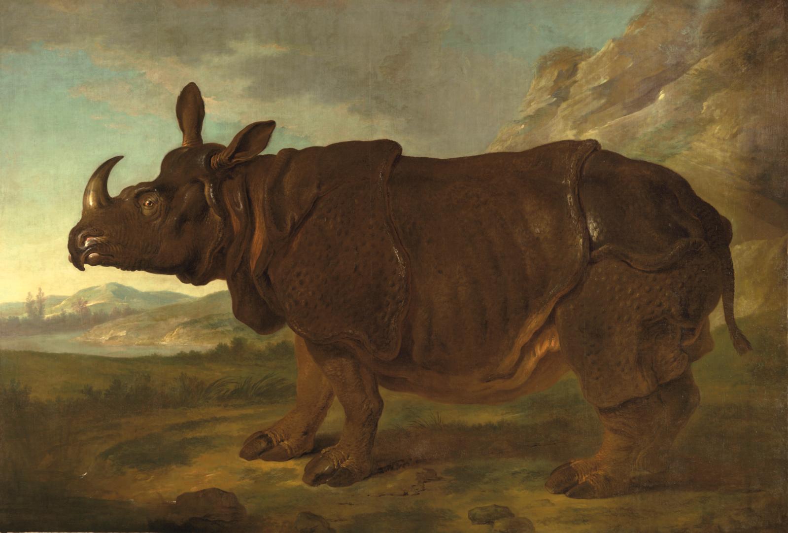 Clara le rhinocéros au Rijksmuseum d’Amsterdam