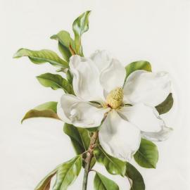 Les magnolias de Henriette Marie-Anne Paravey