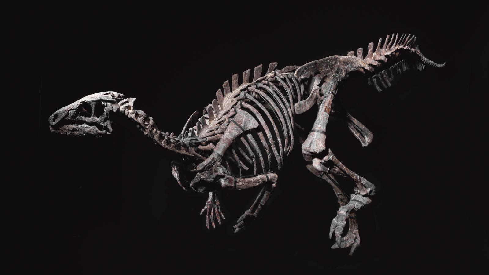 «Zéphyr», Iguanodontia Camptosauridæ, formation de Morrison, Tithonien, Jurassique... Zéphyr, le vent de la préhistoire