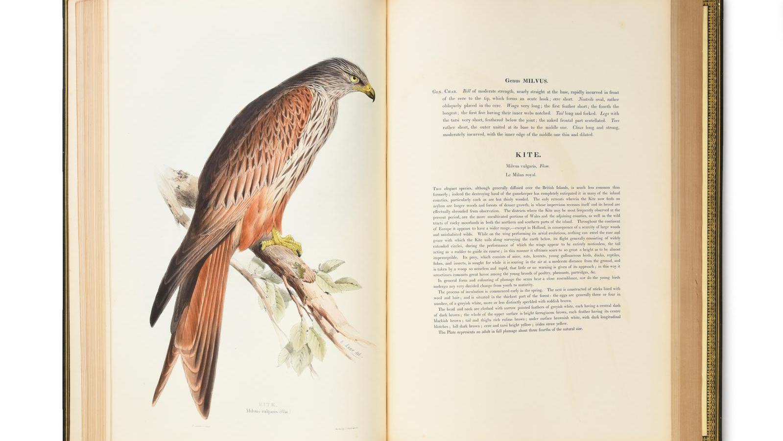 John Gould (1804-1881), The Birds of Europe (Londres, 1837), ensemble de cinq volumes... Une bibliothèque à livre(s) ouvert(s)