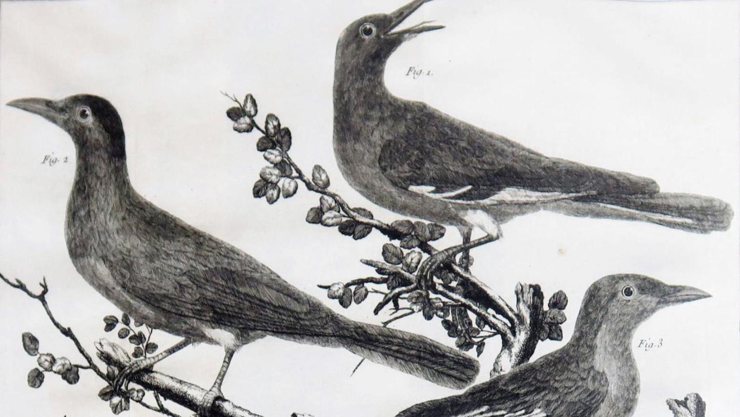 Mathurin Jacques Brisson (1723-1806), Ornithologie ou méthode contenant la division... Des oiseaux et des minéraux bien classés