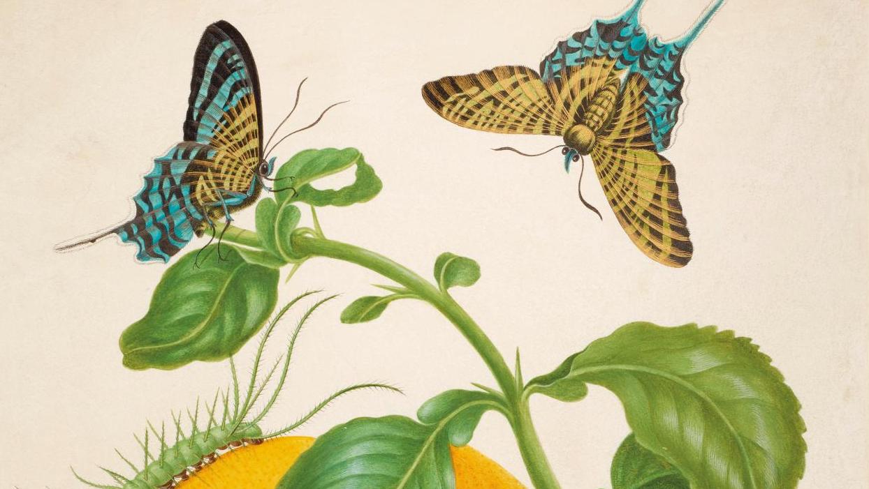 Maria Sibylla Merian (1647-1717), Branche de pomelo avec papillon de nuit Urania... Les animaux dans l’art : plaidoyer pour le vivant