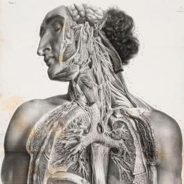 Traité d’anatomie par Bourgery et Jacob - Panorama (avant-vente)