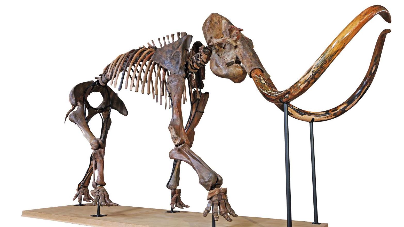 Squelette complet de mammouth Mammuthus primigenius, Pléistocène tardif, Sibérie,... À Lyon, Mammouthmania et culture d’entreprise