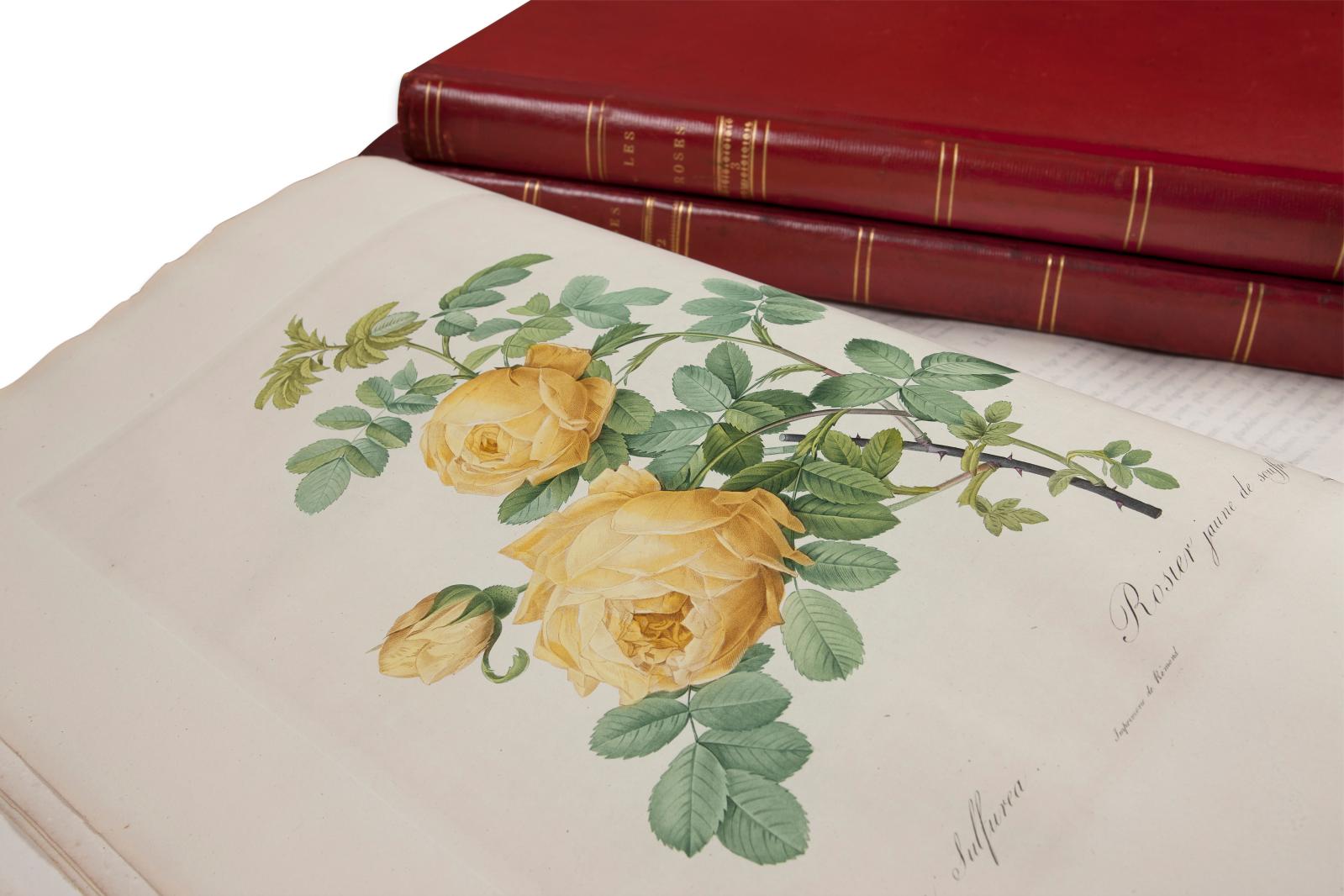 Pierre-Joseph Redouté (1759-1840), "Les Roses", 169 plates, three in-plano volumes, Paris, Firmin Didot printworks, 1817-1824.Paris, Drouot, 14 Novemb