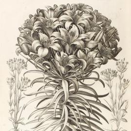 Hortus Eystettensis, chef-d’œuvre de l’art botanique  - Avant Vente