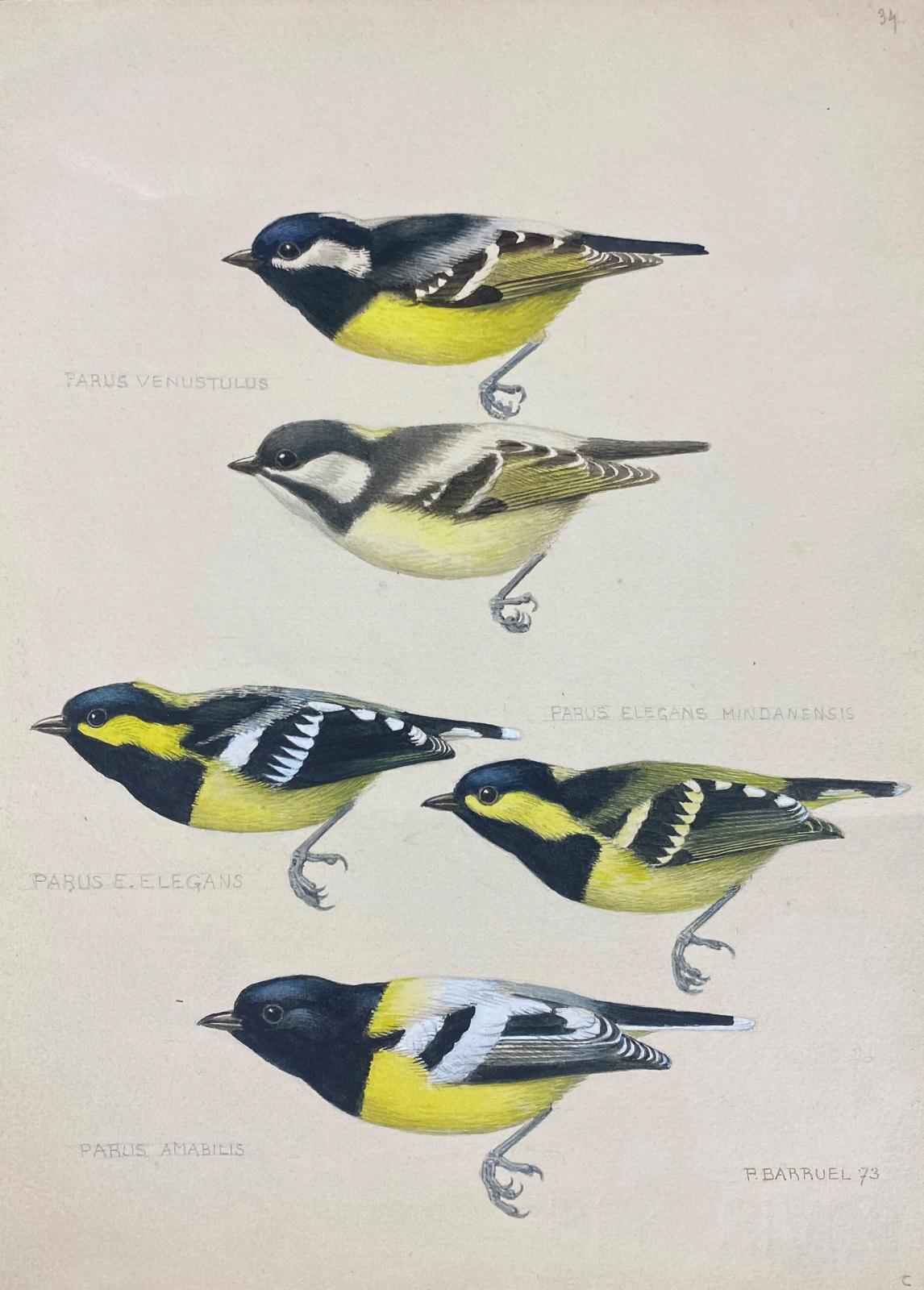 Paul Barruel, l'aquarelliste des oiseaux 