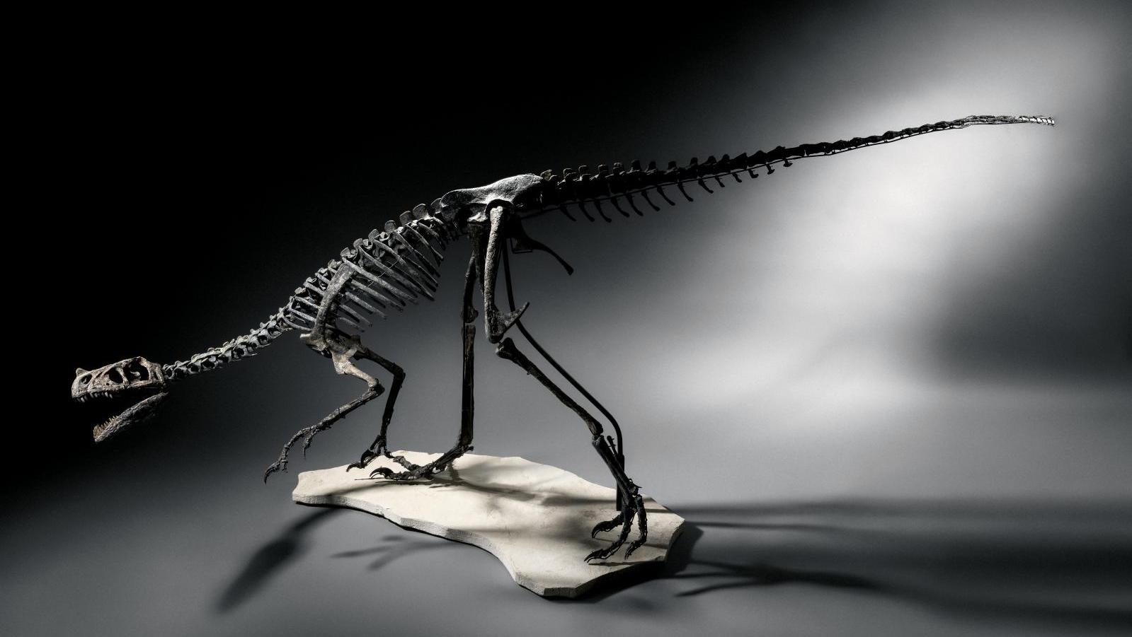 Dinosaure théropode carnivore, formation de Morrison, Jurassique supérieur, Kimméridgien... La chasse aux tentations