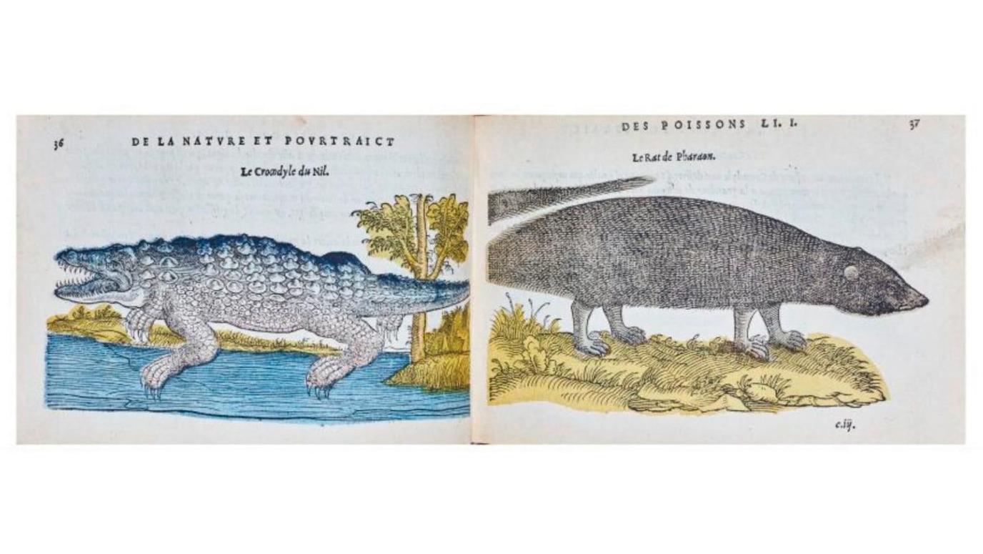 Pierre Belon (1517-1564), La Nature & Diversité des poissons, avec leurs pourtraicts,... Pierre Belon : vous avez dit poisson ?