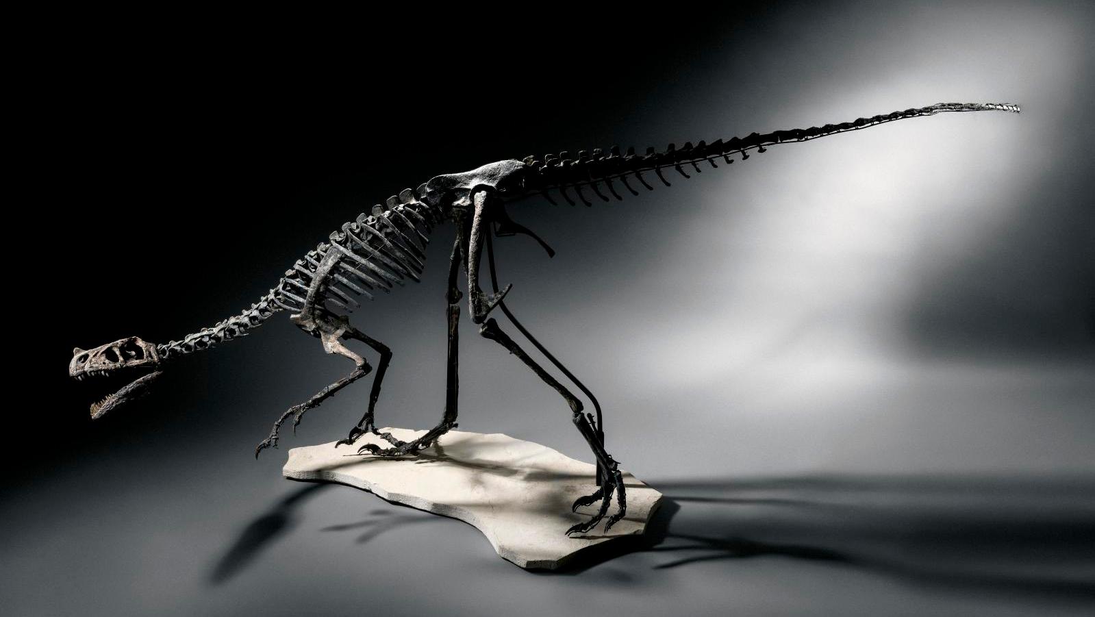 Carnivorous theropod dinosaur, Morrison formation, Late Jurassic, Middle Kimmeridgian... A Treasure Hunt Led by Modigliani and a Flesh-Eating Dinosaur