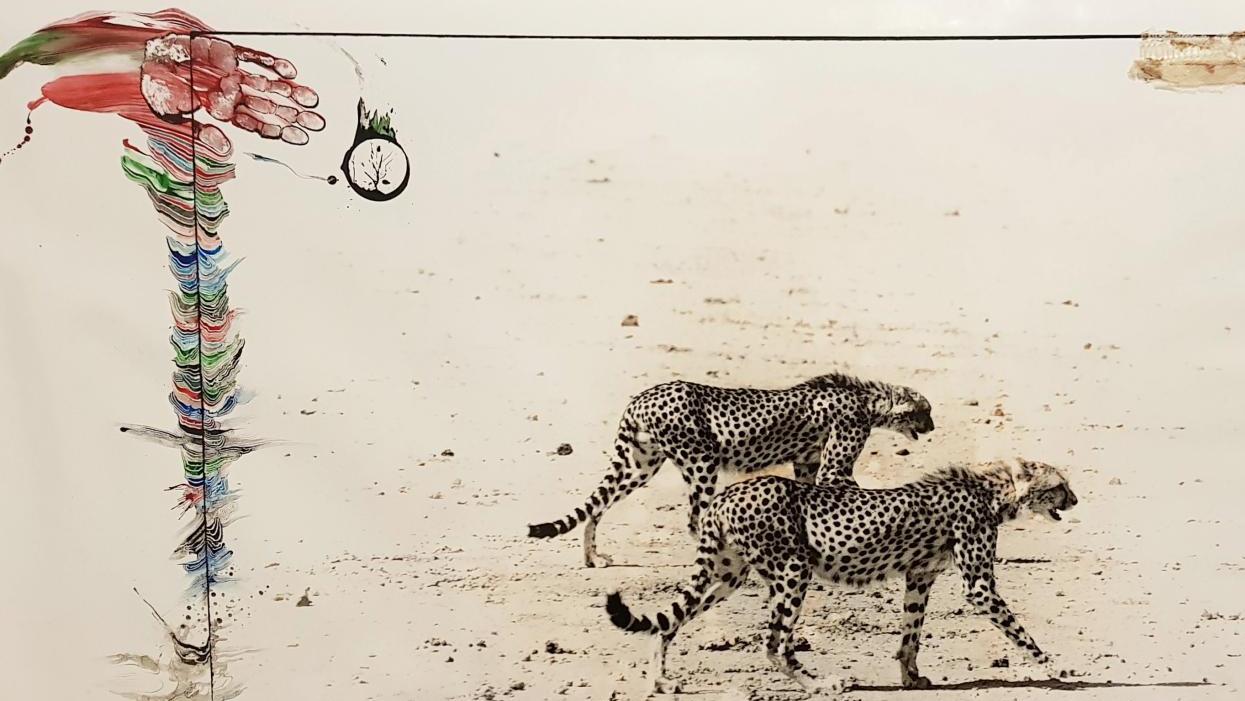 Peter Beard (né en 1938), Hunting Cheetahs on the Taru Desert, juin 1960, tirage... Chasse dans la savane