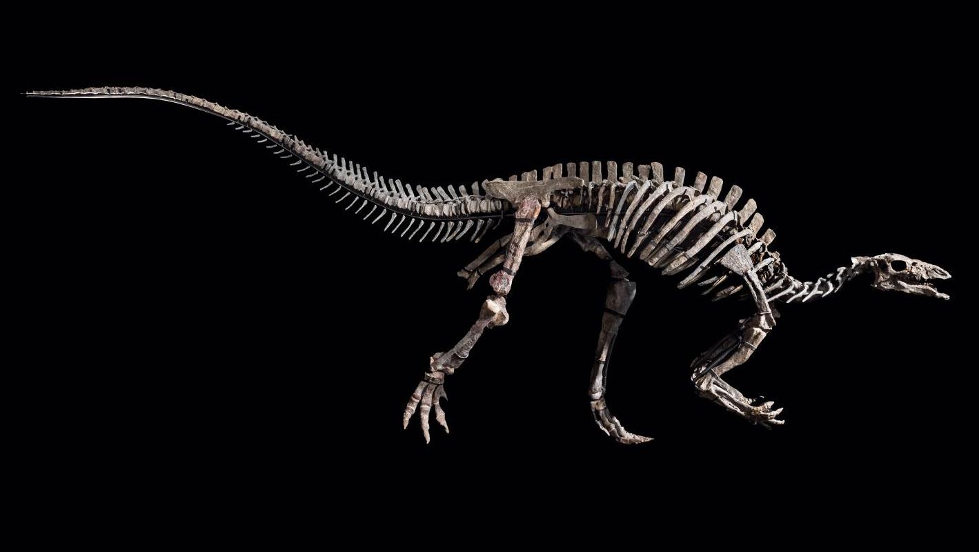 Jurassique supérieur (150-145 millions d’années), formation de Morrison, Tithonien,... Barry, un dinosaure de 150 millions d'années