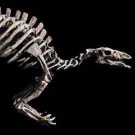 Barry, un dinosaure de 150 millions d'années