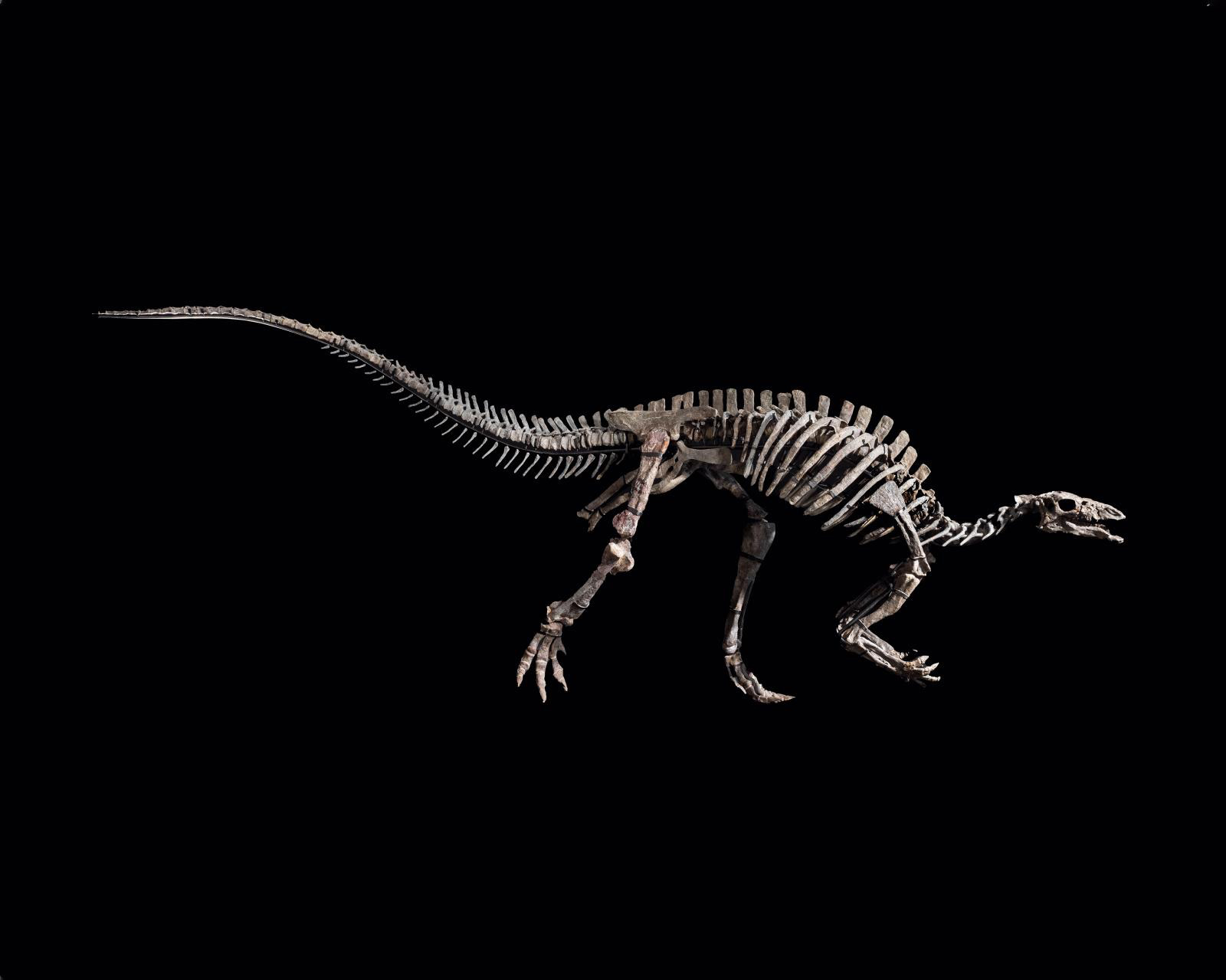 Barry, a 150-Million-Year-Old Dinosaur Goes Under the Hammer 