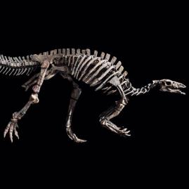 Barry, a 150-Million-Year-Old Dinosaur Goes Under the Hammer  - Pre-sale