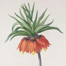 Les fleurs immortalisées par Pierre-Joseph Redouté au sein d'un album rare  - Zoom