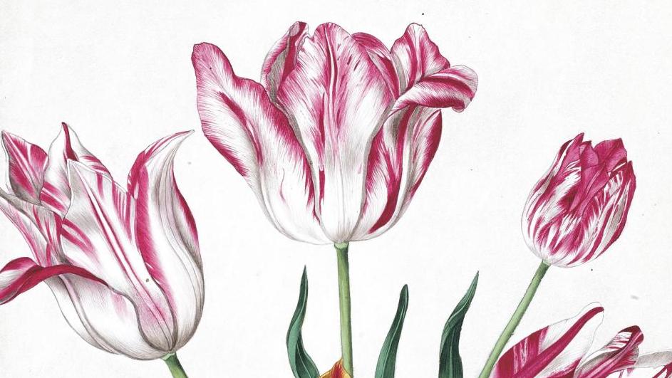 Hollande, milieu du XVIIe siècle. Collection de fleurs en cinquante-huit gouaches... Beaux bouquets pour la bibliothèque Lecomte 
