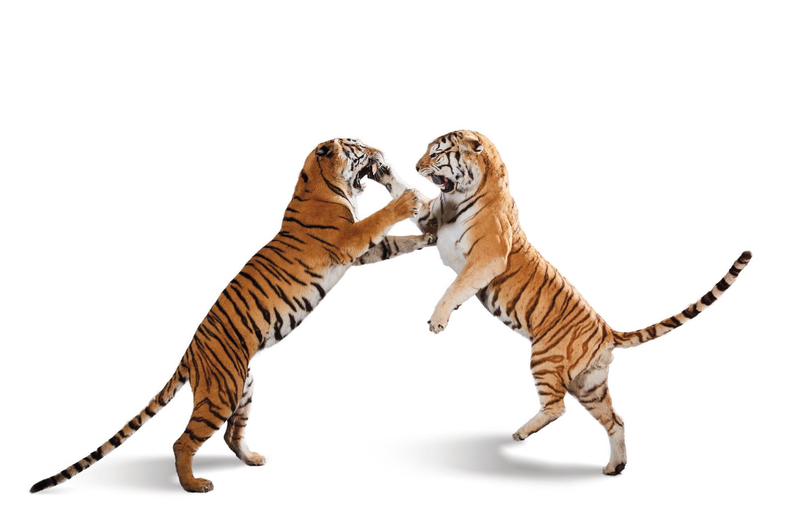 Duel sauvage entre deux tigres de Sibérie