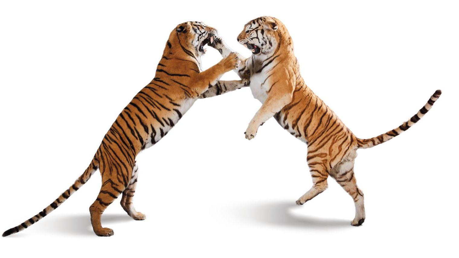 Deux tigres mâles de Sibérie au combat, I/A, Panthera tigris, 220 x 160 x 390 cm. Estimation :... Duel sauvage entre deux tigres de Sibérie
