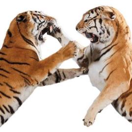Duel sauvage entre deux tigres de Sibérie - Avant Vente
