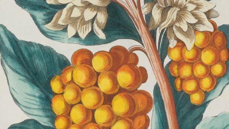 Pierre-Joseph Buc’hoz (1731-1807),  Collection précieuse et enluminée des fleurs... Des planches botaniques de Buc’hoz à croquer !