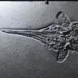 L'ichthyosaure, le dauphin du Jurassique