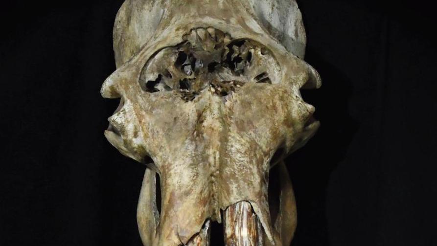 Quaternaire supérieur  (environ 15 000 ans), Yakoutie, Russie. Mammouth (Elephas primigenius),... Un mammouth de Russie dans votre salon