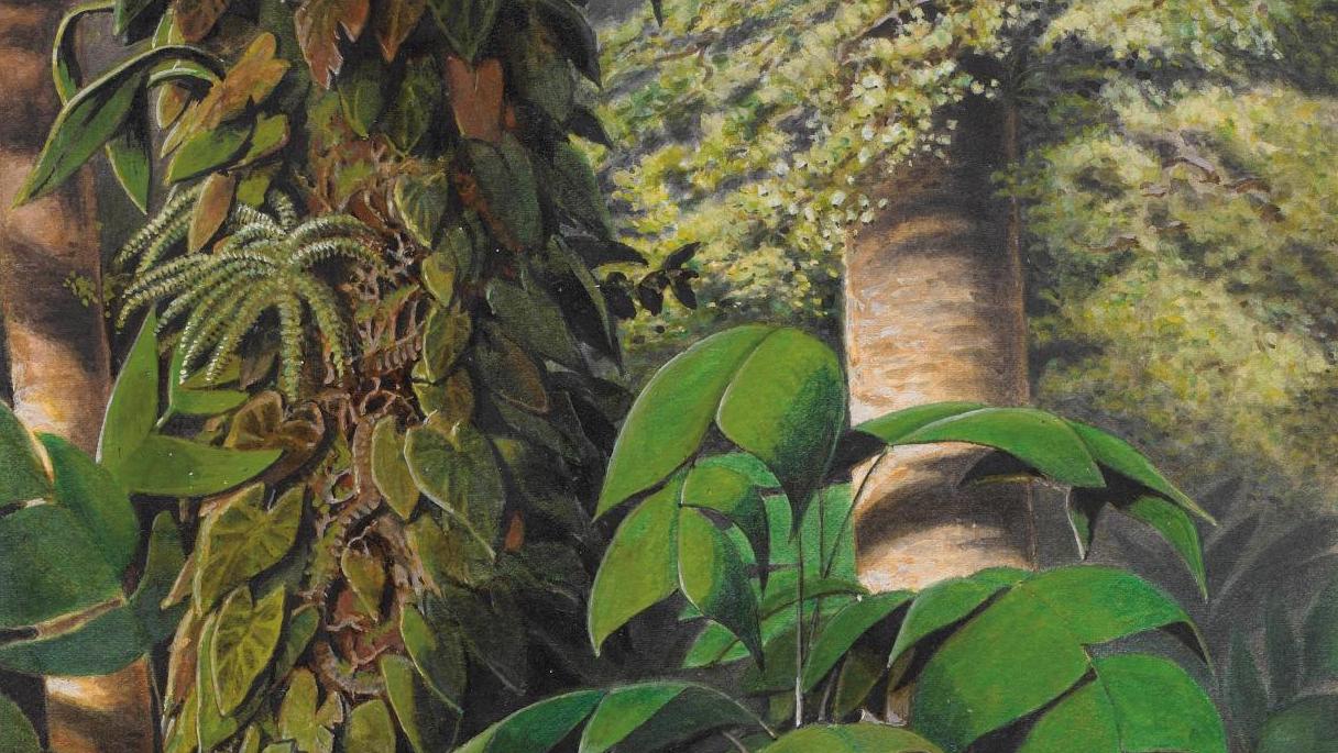 William Michaud (1829-1902), Palmes de guarana dans la jungle brésilienne, aquarelle,... Des voyages bien tracés au Salon du dessin