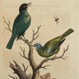 Panorama (avant-vente) - Découvrir les oiseaux avec George Edwards