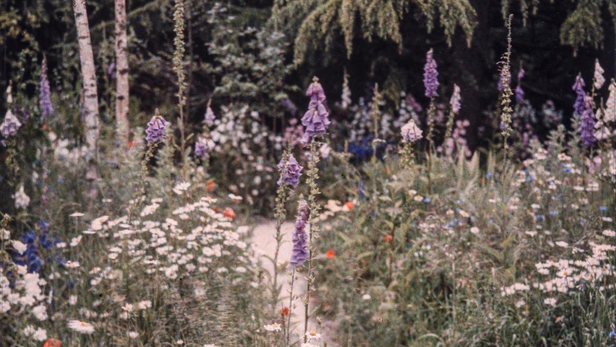 Auguste Léon (1857-1942), Prairie en fleurs au cœur de la forêt dorée, propriété... Albert Kahn en ses jardins à Boulogne-Billancourt 