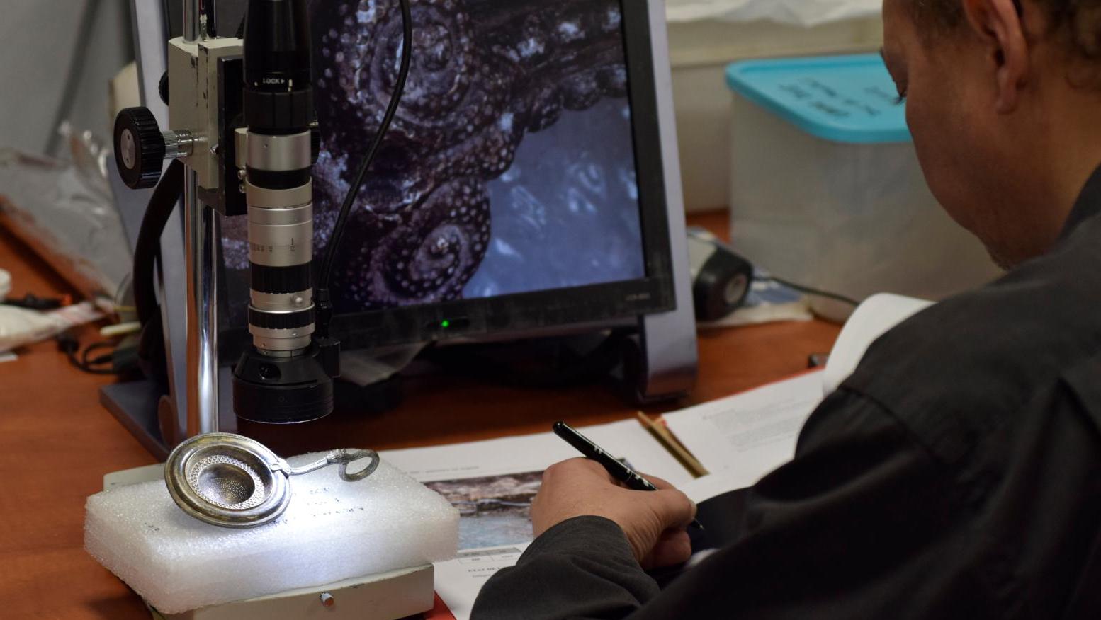 Étude d’une passoire en argent du trésor de Lavau par microscopie 3D. Science et patrimoine, la licorne ou la mule