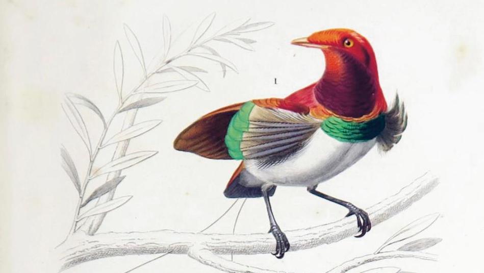 Charles d’Orbigny, Dictionnaire universel d’histoire naturelle résumant et complétant... Oiseaux d‘Amazonie, oiseaux de paradis