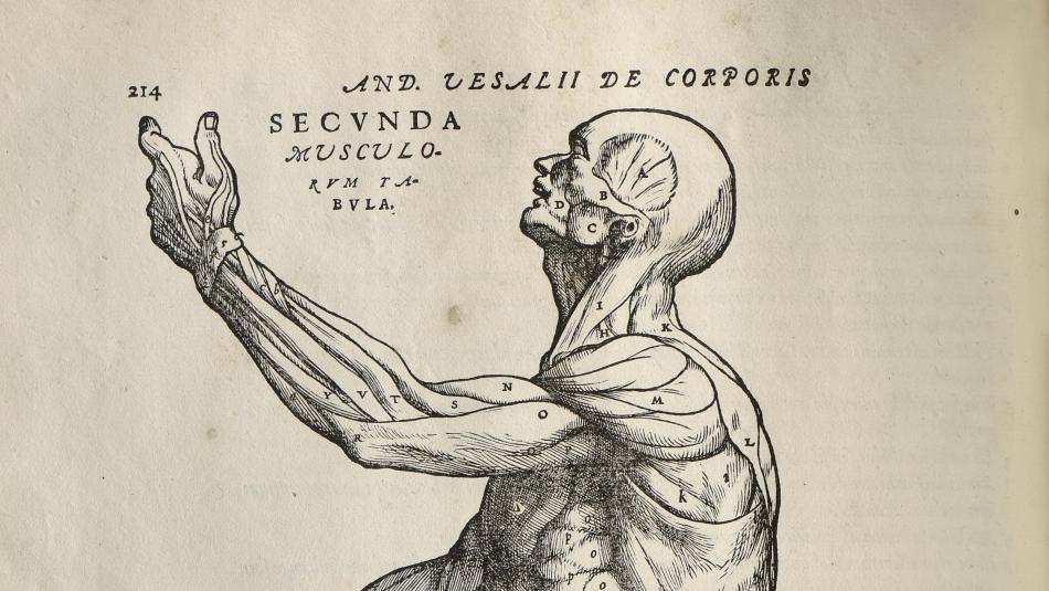 André Vésale (1514/1515-1564), De humani corporis fabrica, Bâle, Jean Oporin, 1555,... À la pointe du scalpel