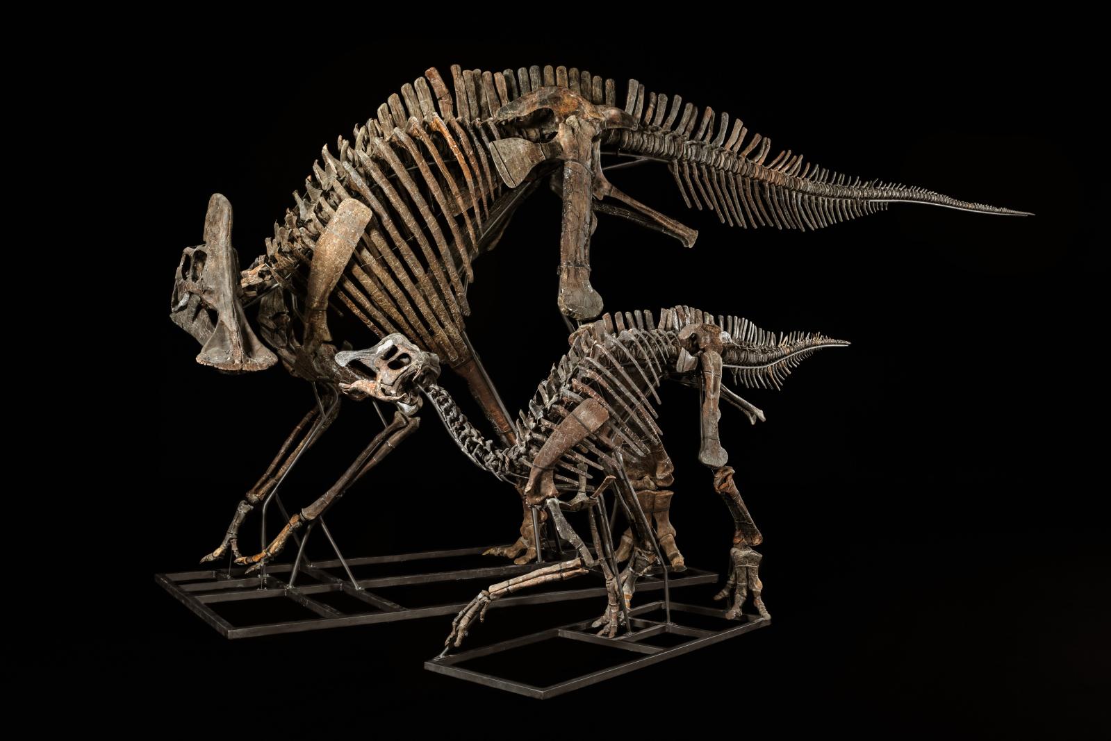 Scène familiale pour l’hypacrosaurus