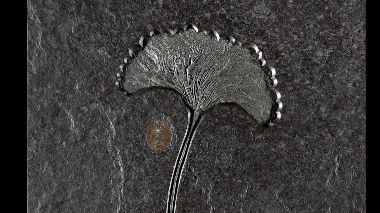 Holzmaden, Allemagne, formation de Posidonia Shale, Jurassique inférieur, Pliensbachien-Toarcien... La fine fleur de la Préhistoire