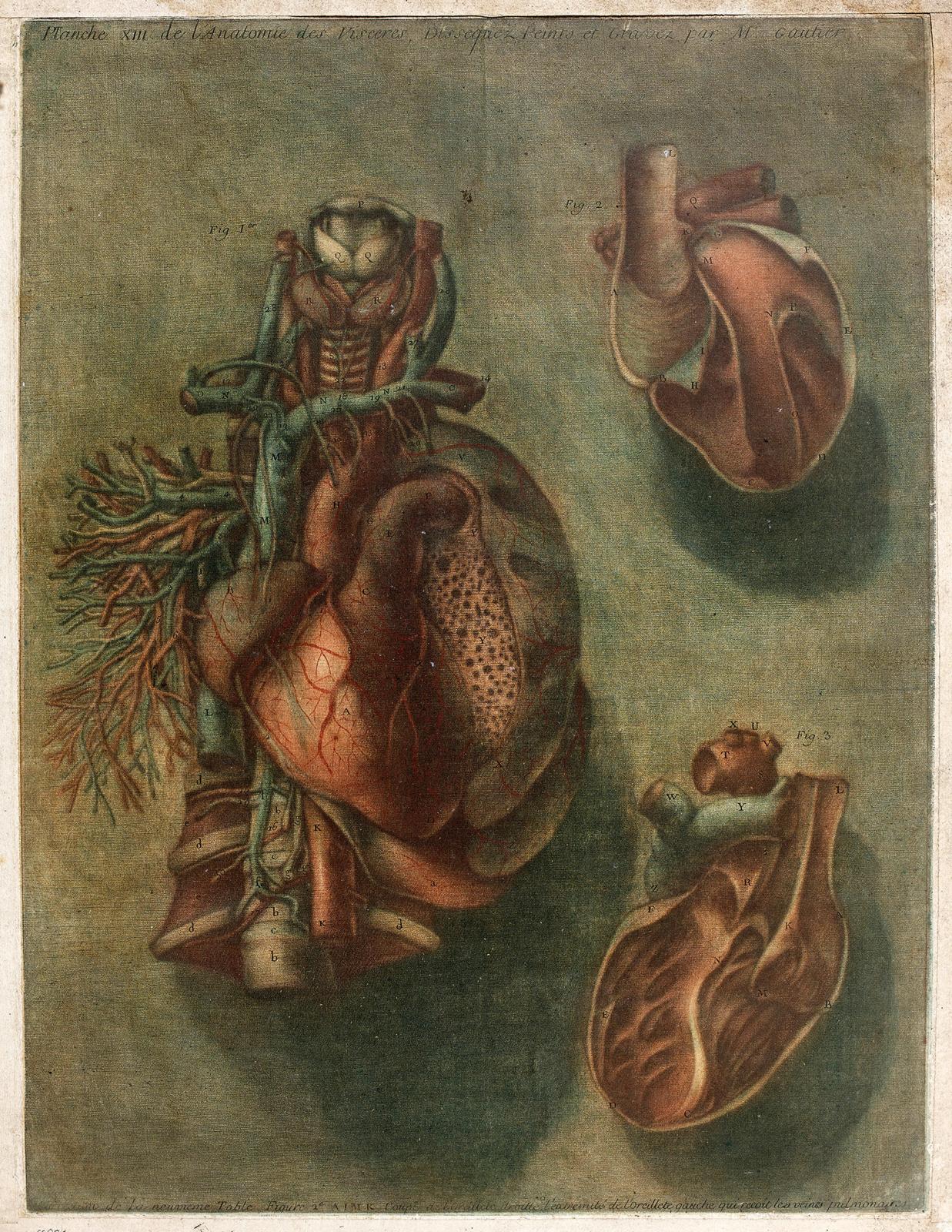 Cote : gravures anatomiques