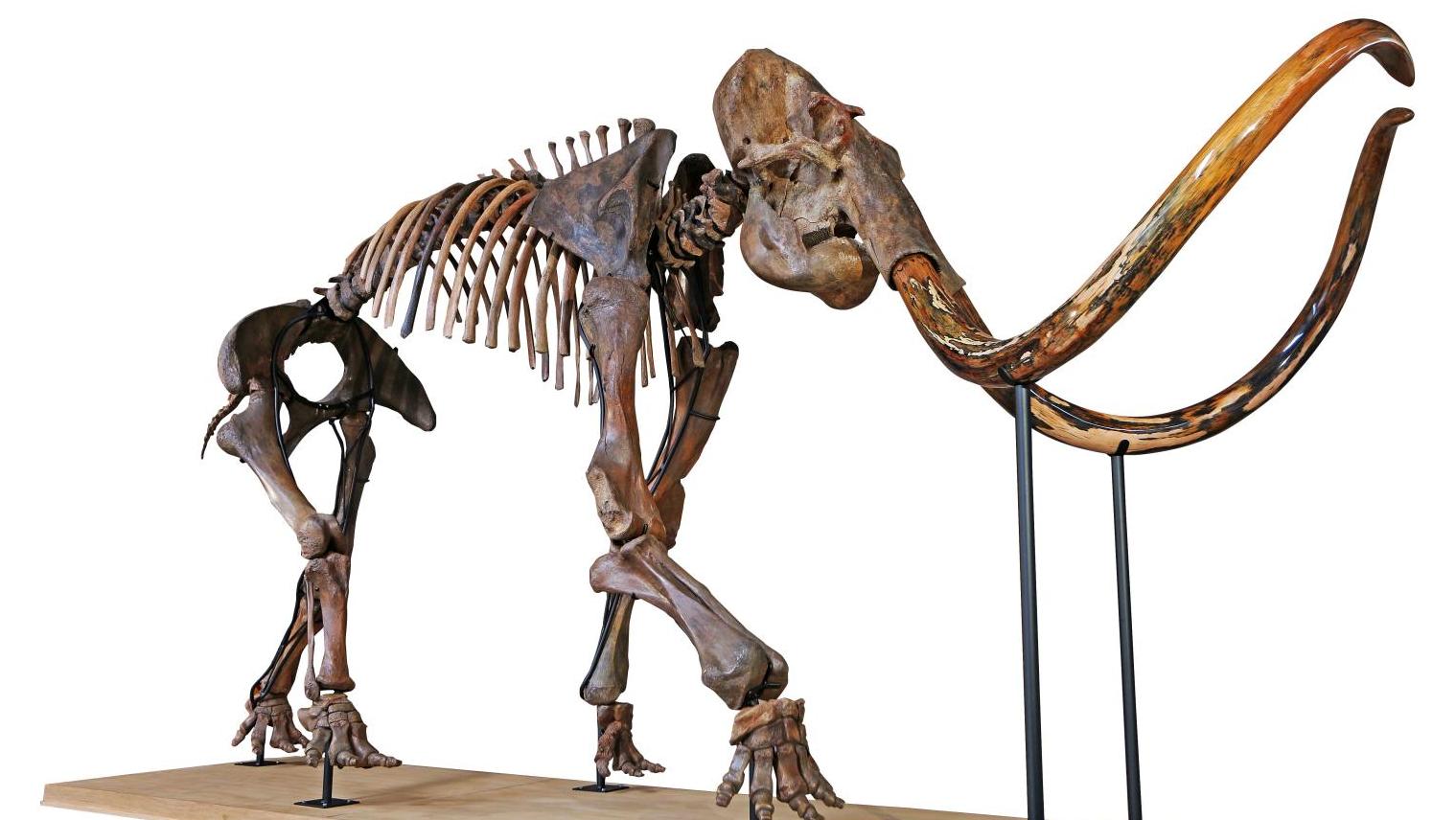 Squelette complet de mammouth Mammuthus primigenius, Pléistocène tardif, Sibérie,... Le retour du mammouth laineux
