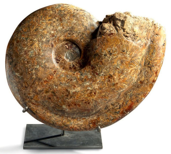 Madagascar, crétacé. Ammonite Pachydiscus géante, diam. 82 cm. Lyon, 10 décembre 2016. Aguttes OVV. M. Mickeler. Adjugé : 2 550 €