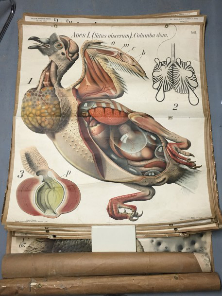 2 772 €22 coupes anatomiques imprimées en couleur, dessinées par Paul Pfurtscheller et Emil Hochdanz, éditées par la veuve A. Pichler & Son Librairie 