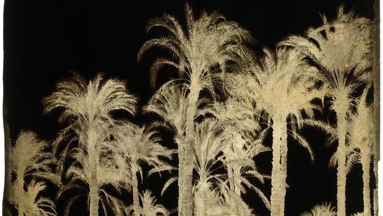 François Joseph Édouard de Campigneulles (1826-1879), Grands palmiers, Nubie, 1858,... Le positif du négatif !