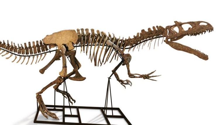 1 128 375 €Squelette complet d’Allosaurus (Marsh - 1877), États-Unis, Jurassique... Les dinosaures